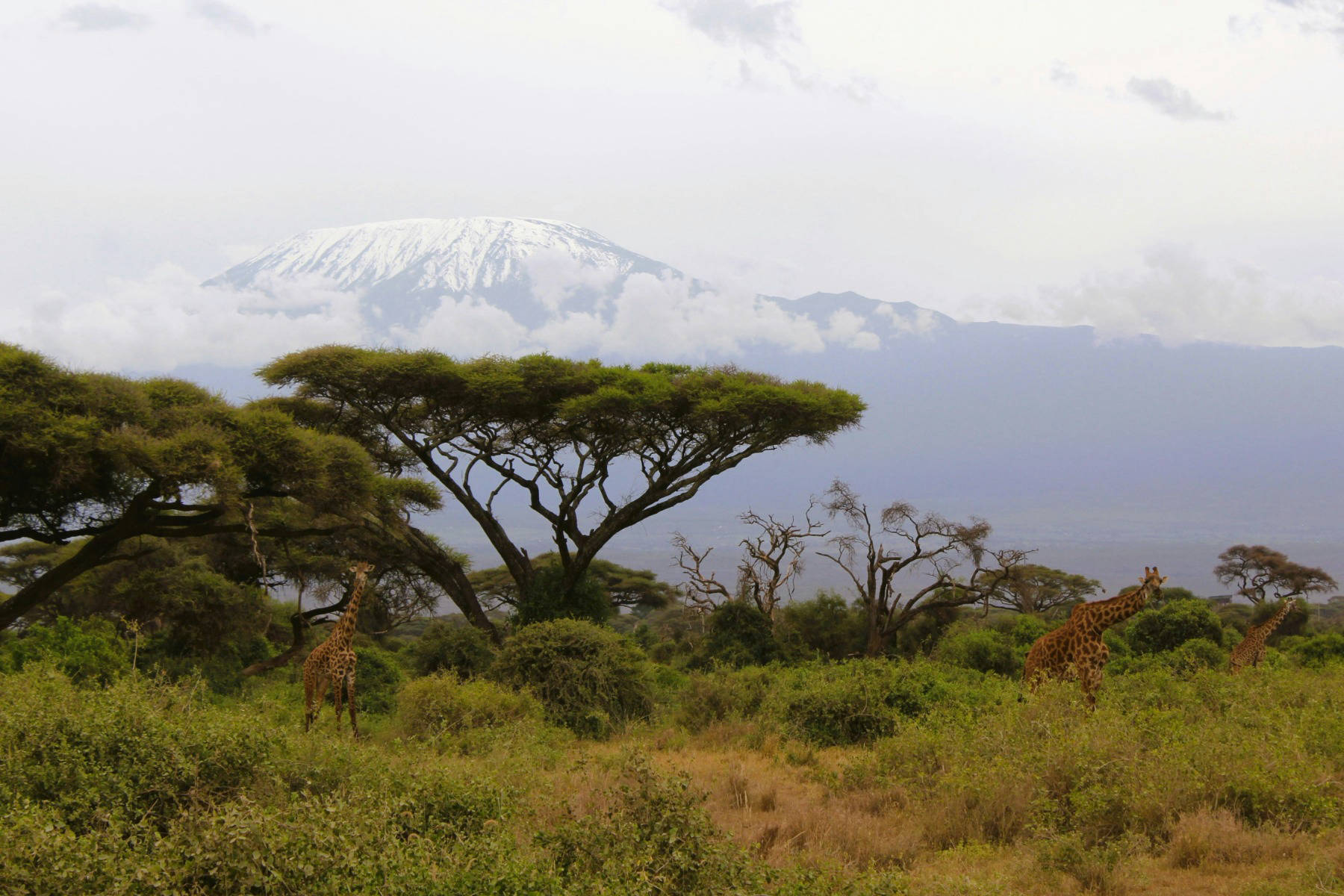 Plains in front of Mt Kilimanjaro
