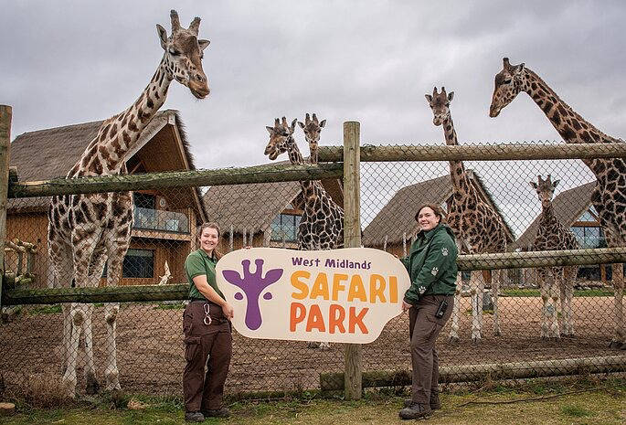 west midlands safari park employees with giraffes behind them