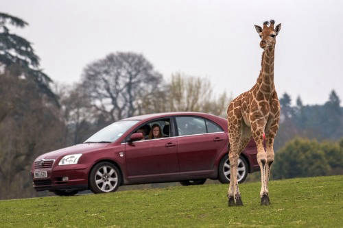west midlands safari park safari drive with a giraffe